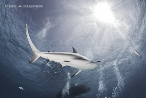 Reef Shark overhead by Ken Kiefer 